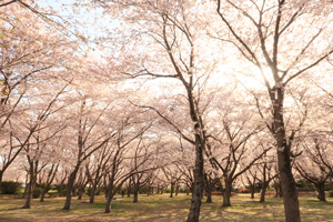 城山公園の桜